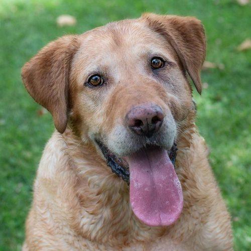 Labrador Retriever