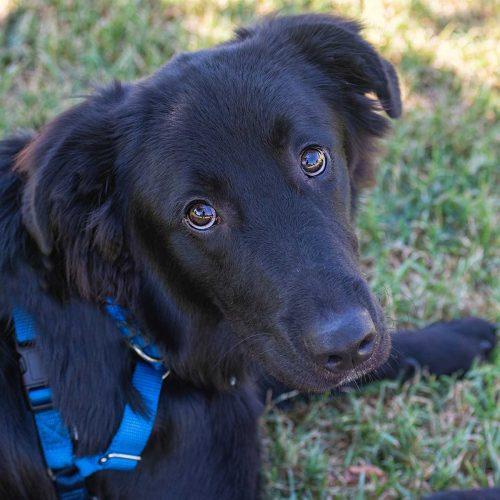 Golde GSD Mix