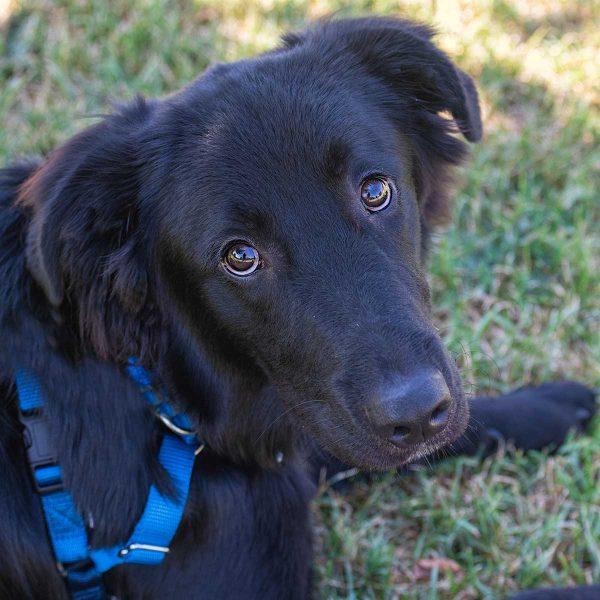 Golde GSD Mix