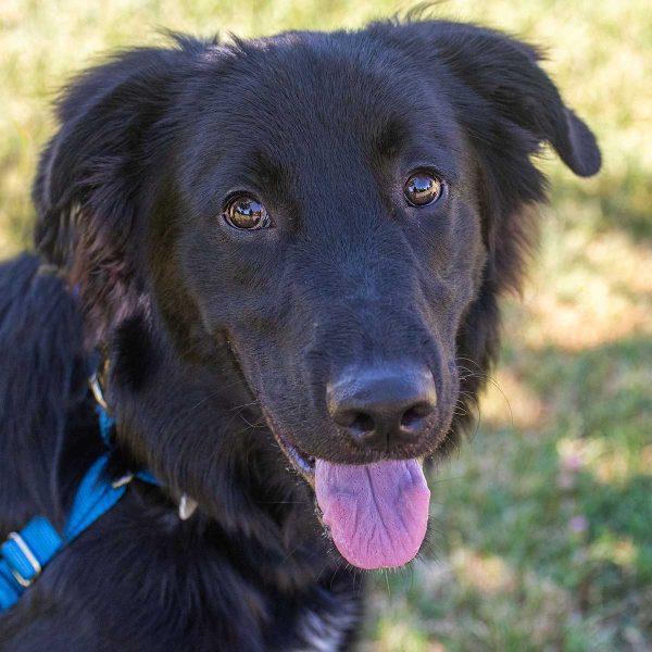 Golden GSD Mix