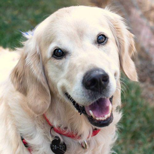 Golden Retriever