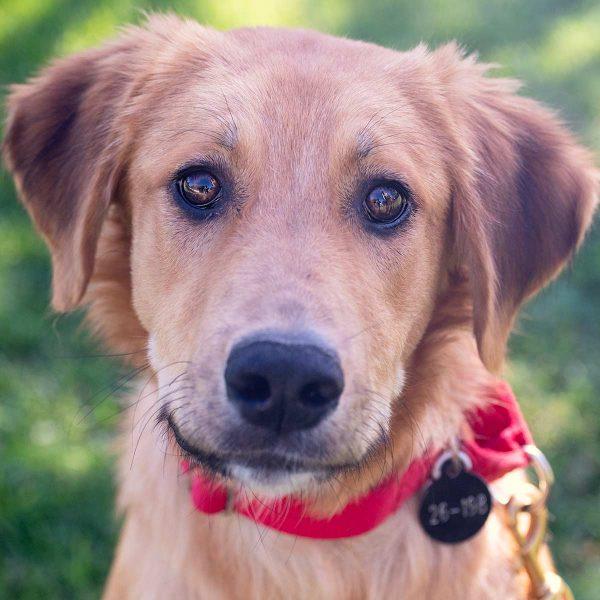 Golden Retriever Mix