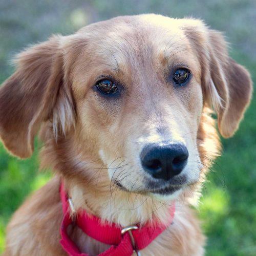Golden Retriever Mix