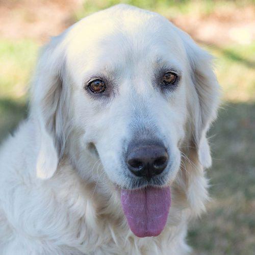 Golden Retriever Great Pyr Mix