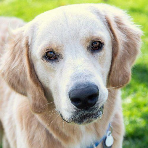 Golden Retriever Mix