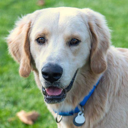 Golden Retriever Mix