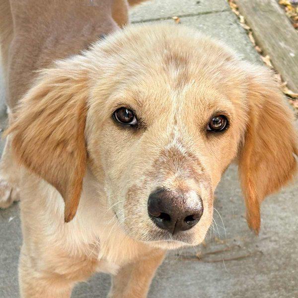 Golden Mix