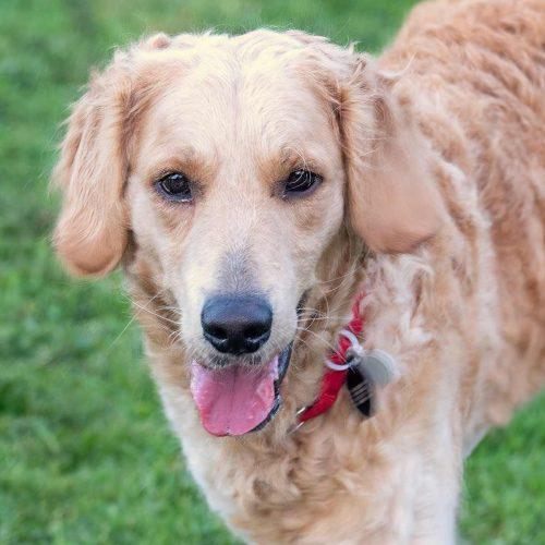Golden Doodle