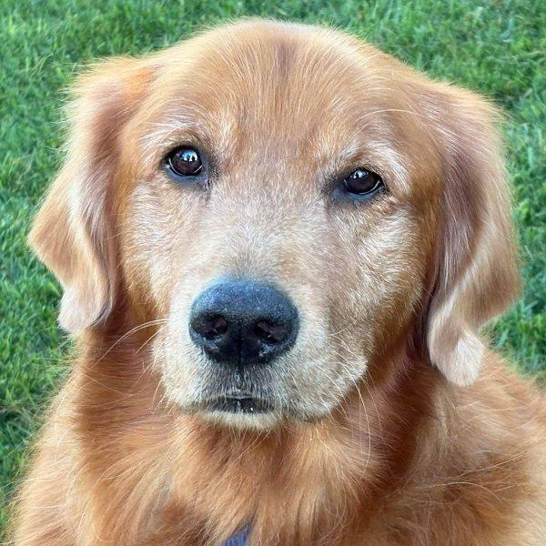 Golden Retriever