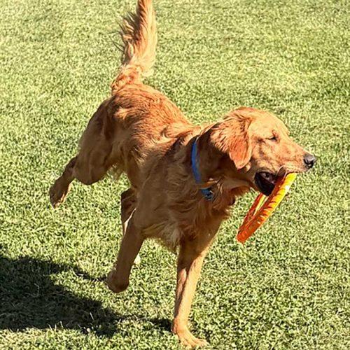 Golden Retriever