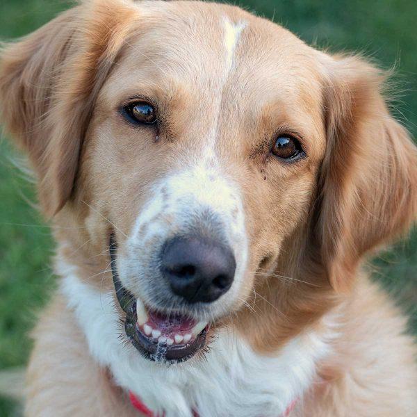Golden Retriever Mix