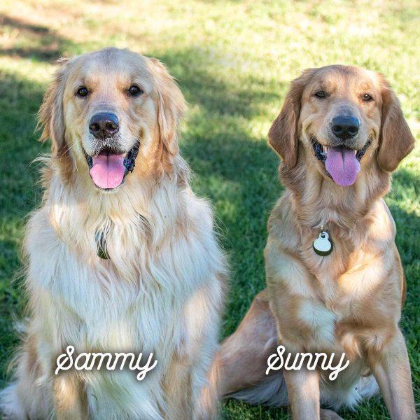 Golden Retrievers