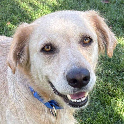 Golden Lab Mix