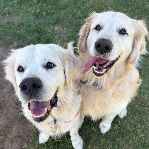 Two Golden Retrievers