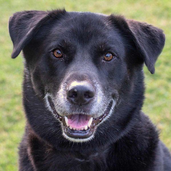 Lab Husky Mix