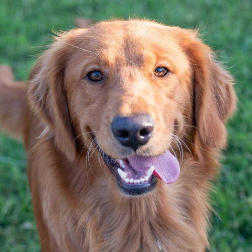 Golden Retriever
