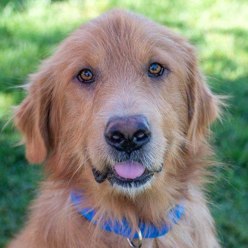 Golden Retriever Mix