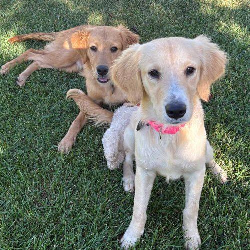 Golden Retriever Mixes