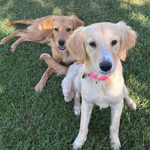 Golden Retriever Mixes